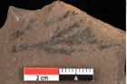 Foto (Detailansicht) von Widdringtonia ungeri Endl. (NHMW-GEO-2024-0188-0131)